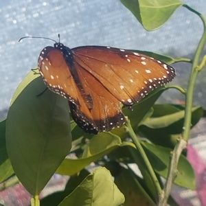 Meet your Posher, Carolyn